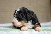 Rocky, a male Bernedoodle and Miniature Bernedoodle for sale in Saint Joe, IN – Photo 4 of 6