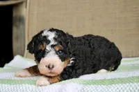 Rocky, a male Bernedoodle and Miniature Bernedoodle for sale in Saint Joe, IN – Photo 3 of 6