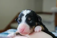 Rocky, a male Bernedoodle and Miniature Bernedoodle for sale in Saint Joe, IN – Photo 2 of 4