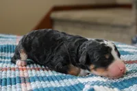 Rocky, a male Bernedoodle and Miniature Bernedoodle for sale in Saint Joe, IN – Photo 4 of 4