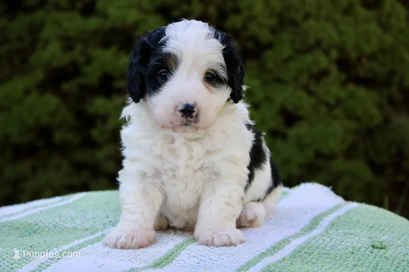 Tilly – Miniature Bernedoodle puppy for sale in Saint Joe, IN