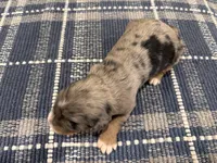 Psalm-Multigen, a male Miniature Bernedoodle for sale in Saint Joe, IN – Photo 5 of 6