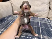 Psalm-Multigen, a male Miniature Bernedoodle for sale in Saint Joe, IN – Photo 3 of 6