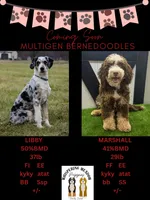Psalm-Multigen, a male Miniature Bernedoodle for sale in Saint Joe, IN – Photo 6 of 6