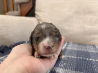 Psalm-Multigen, a male Miniature Bernedoodle for sale in Saint Joe, IN – Photo 2 of 6