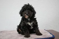 Nadia, a female Poodle - Miniature  for sale in Saint Joe, IN – Photo 2 of 8