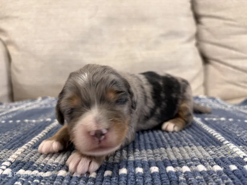 Psalm-Multigen – Miniature Bernedoodle puppy for sale in Saint Joe, IN