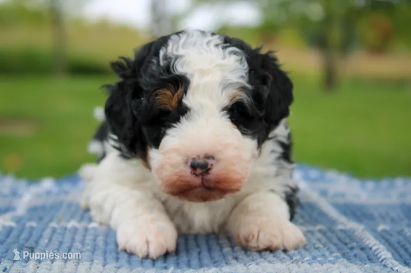 Theodora – Miniature Bernedoodle puppy for sale in Saint Joe, IN
