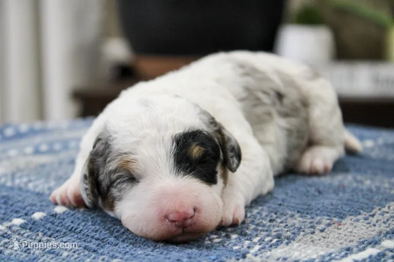Tessie – Miniature Bernedoodle puppy for sale in Saint Joe, IN