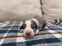 Preston-MultiGen, a male Miniature Bernedoodle for sale in Saint Joe, IN – Photo 3 of 6