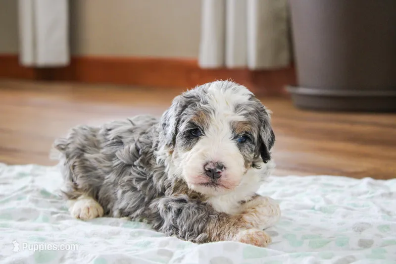 Preston-MultiGen – Miniature Bernedoodle puppy for sale in Saint Joe, IN
