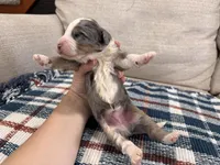 Preston-MultiGen, a male Miniature Bernedoodle for sale in Saint Joe, IN – Photo 4 of 6