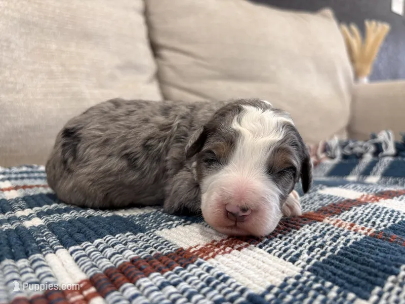 Preston-MultiGen – Miniature Bernedoodle puppy for sale in Saint Joe, IN