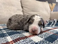 Preston-MultiGen, a male Miniature Bernedoodle for sale in Saint Joe, IN – Photo 1 of 6