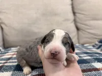Preston-MultiGen, a male Miniature Bernedoodle for sale in Saint Joe, IN – Photo 2 of 6