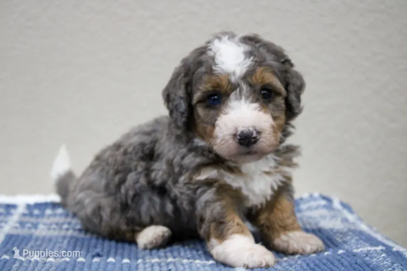 Simba  – Miniature Bernedoodle puppy for sale in Saint Joe, IN