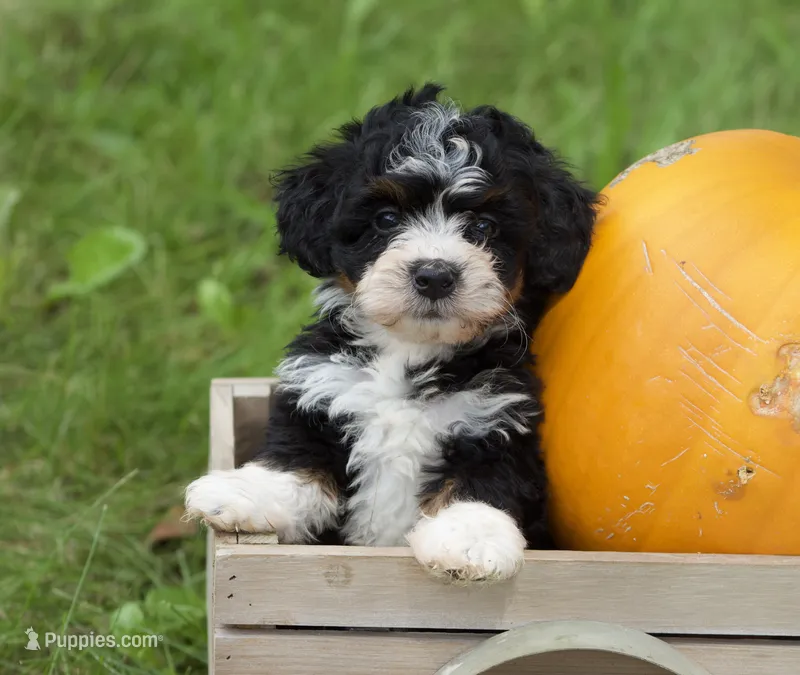 Sawyer – Miniature Bernedoodle puppy for sale in Saint Joe, IN