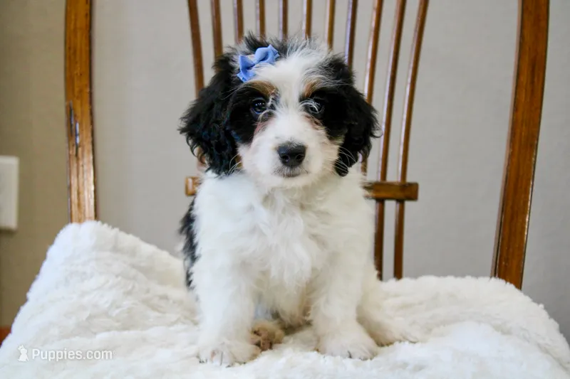 Skye  – Miniature Bernedoodle puppy for sale in Saint Joe, IN