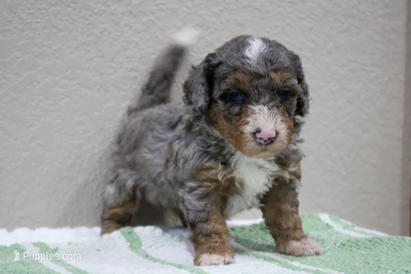 Snickers – Miniature Bernedoodle puppy for sale in Saint Joe, IN