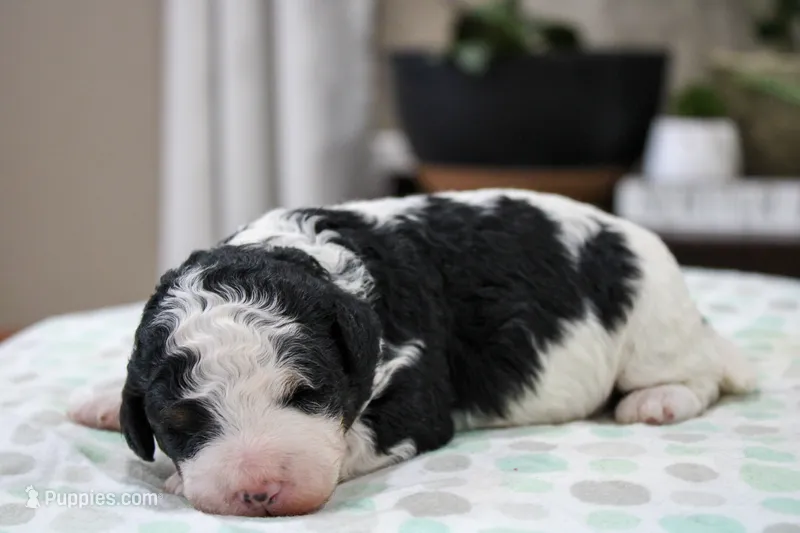 Theodora – Miniature Bernedoodle puppy for sale in Saint Joe, IN