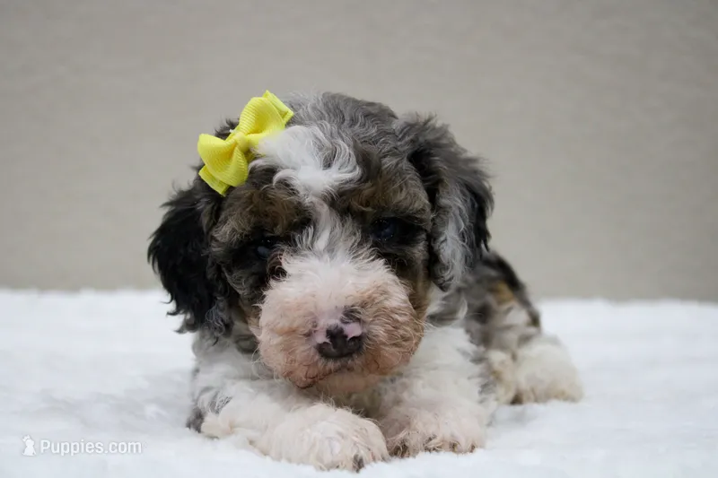 Sunny – Miniature Bernedoodle puppy for sale in Saint Joe, IN