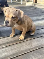 No name, a female American Staffordshire Terrier and American Bully for sale in Hazelwood, MO – Photo 8 of 10