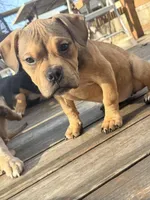 No name, a female American Staffordshire Terrier and American Bully for sale in Hazelwood, MO – Photo 10 of 10
