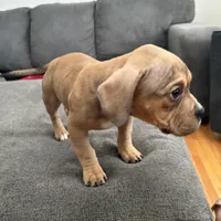 No name, a female American Staffordshire Terrier and American Bully for sale in Hazelwood, MO – Photo 9 of 10