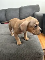No name, a female American Staffordshire Terrier and American Bully for sale in Hazelwood, MO – Photo 5 of 6