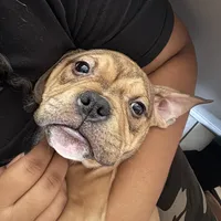 No name, a female American Staffordshire Terrier and American Bully for sale in Hazelwood, MO – Photo 5 of 10