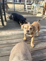 No name, a female American Staffordshire Terrier and American Bully for sale in Hazelwood, MO – Photo 6 of 10
