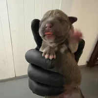 No name, a female American Staffordshire Terrier and American Bully for sale in Hazelwood, MO – Photo 2 of 10