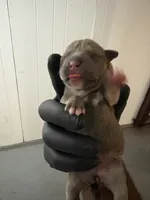 No name, a female American Staffordshire Terrier and American Bully for sale in Hazelwood, MO – Photo 2 of 6