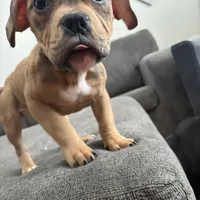 No name, a female American Staffordshire Terrier and American Bully for sale in Hazelwood, MO – Photo 3 of 10