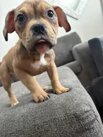 No name, a female American Staffordshire Terrier and American Bully for sale in Hazelwood, MO – Photo 4 of 6