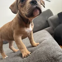 No name, a female American Staffordshire Terrier and American Bully for sale in Hazelwood, MO – Photo 7 of 10