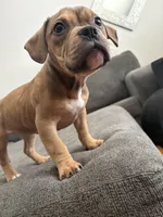 No name, a female American Staffordshire Terrier and American Bully for sale in Hazelwood, MO – Photo 6 of 6
