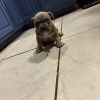 No name, a female American Staffordshire Terrier and American Bully for sale in Hazelwood, MO – Photo 4 of 10