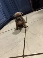 No name, a female American Staffordshire Terrier and American Bully for sale in Hazelwood, MO – Photo 3 of 6