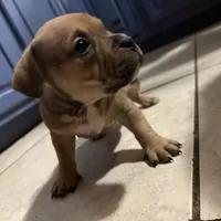No name, a female American Staffordshire Terrier and American Bully for sale in Hazelwood, MO – Photo 5 of 10