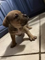 No name, a female American Staffordshire Terrier and American Bully for sale in Hazelwood, MO – Photo 2 of 7