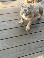 No name, a female American Staffordshire Terrier and American Bully for sale in Hazelwood, MO – Photo 1 of 10
