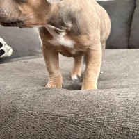 No name, a female American Staffordshire Terrier and American Bully for sale in Hazelwood, MO – Photo 8 of 10
