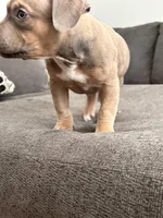 No name, a female American Staffordshire Terrier and American Bully for sale in Hazelwood, MO – Photo 5 of 7