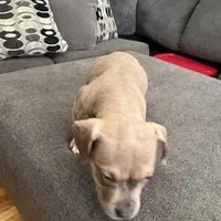 No name, a female American Staffordshire Terrier and American Bully for sale in Hazelwood, MO – Photo 7 of 10