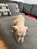 No name, a female American Staffordshire Terrier and American Bully for sale in Hazelwood, MO – Photo 4 of 7