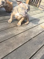 No name, a female American Staffordshire Terrier and American Bully for sale in Hazelwood, MO – Photo 2 of 10
