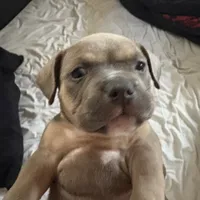 No name, a female American Staffordshire Terrier and American Bully for sale in Hazelwood, MO – Photo 6 of 10