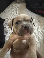 No name, a female American Staffordshire Terrier and American Bully for sale in Hazelwood, MO – Photo 3 of 7