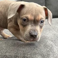 No name, a female American Staffordshire Terrier and American Bully for sale in Hazelwood, MO – Photo 9 of 10